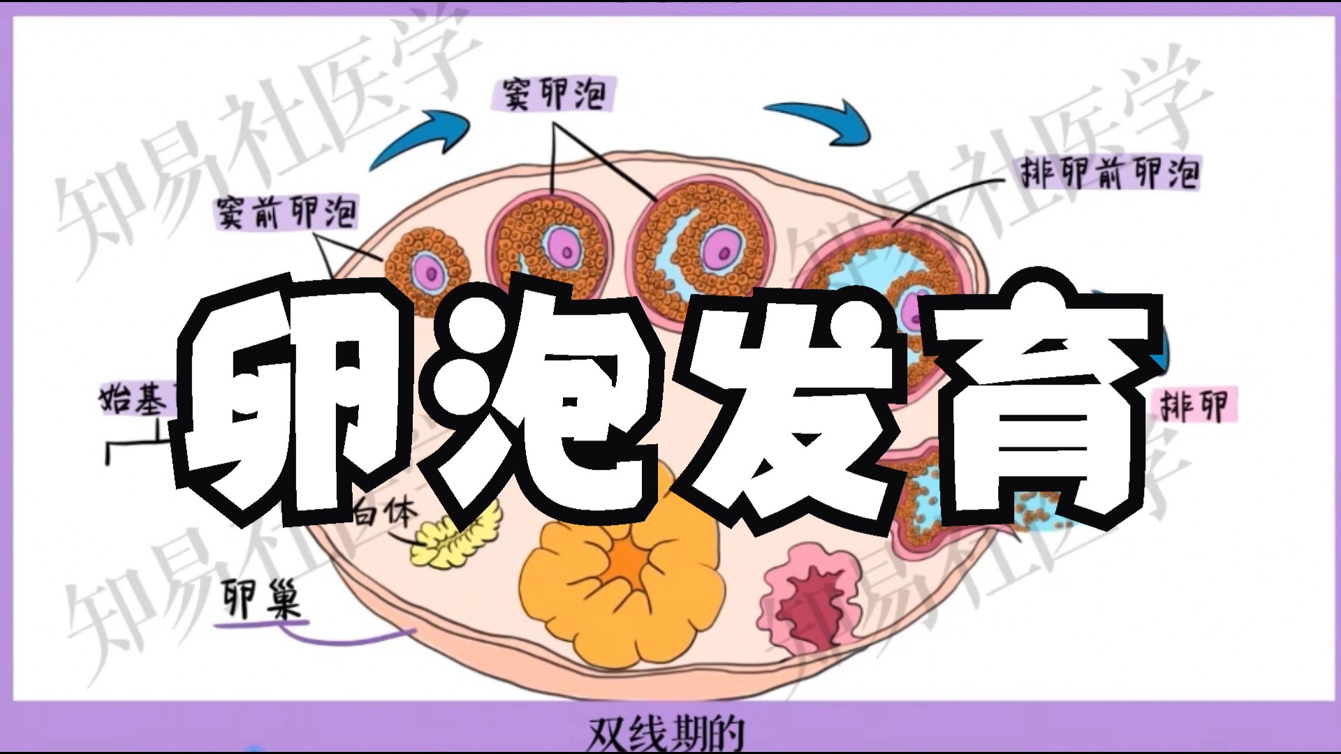 手绘精讲 | 卵泡发育过程(优势卵泡 排卵 月经周期)哔哩哔哩bilibili