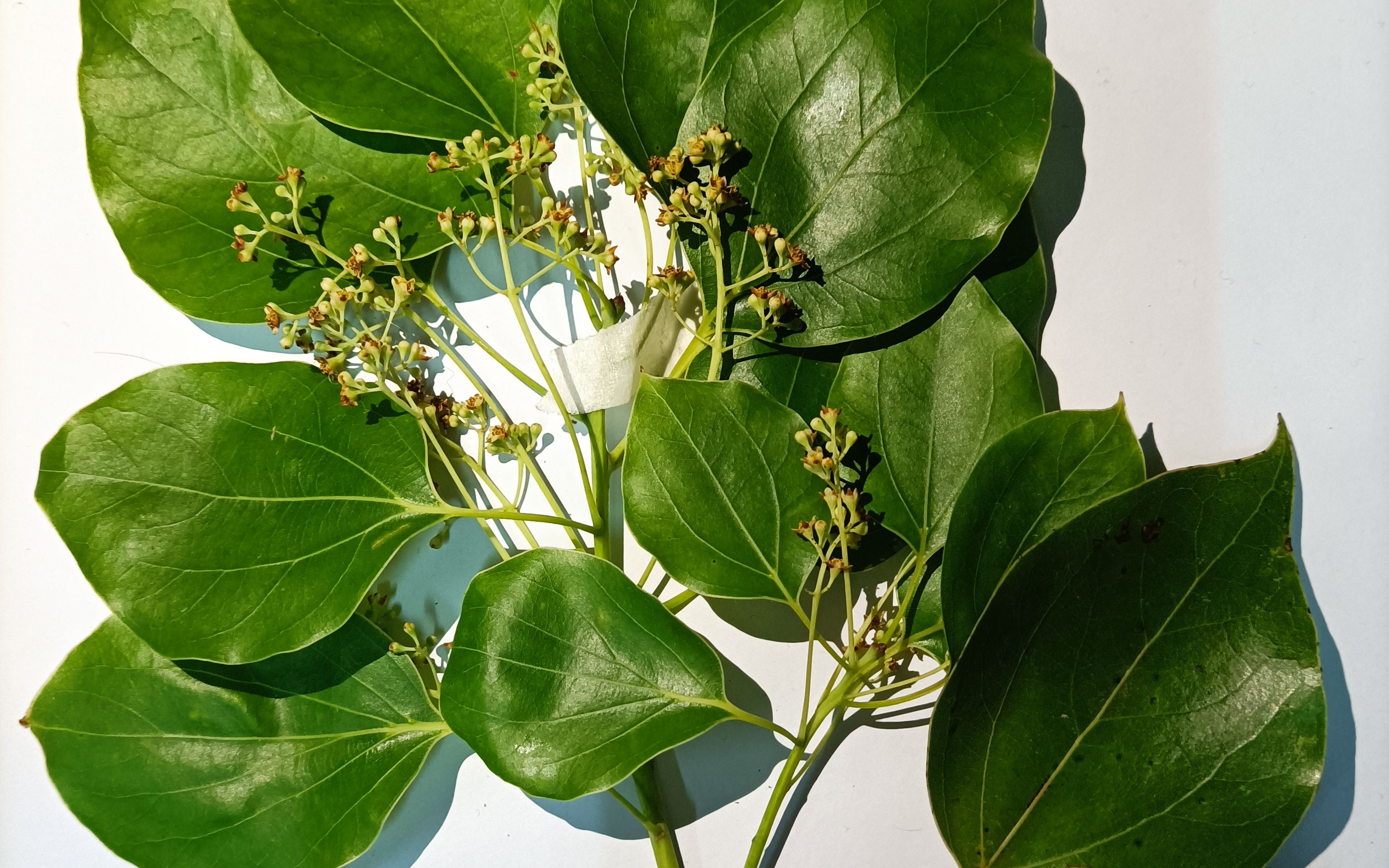 园林植物【樟树】