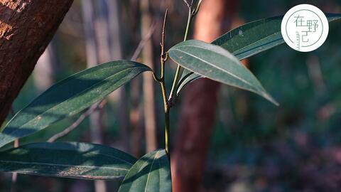 戈壁之珍 发菜 不是植物也不濒危 为何成了国家一级保护植物 哔哩哔哩 Bilibili