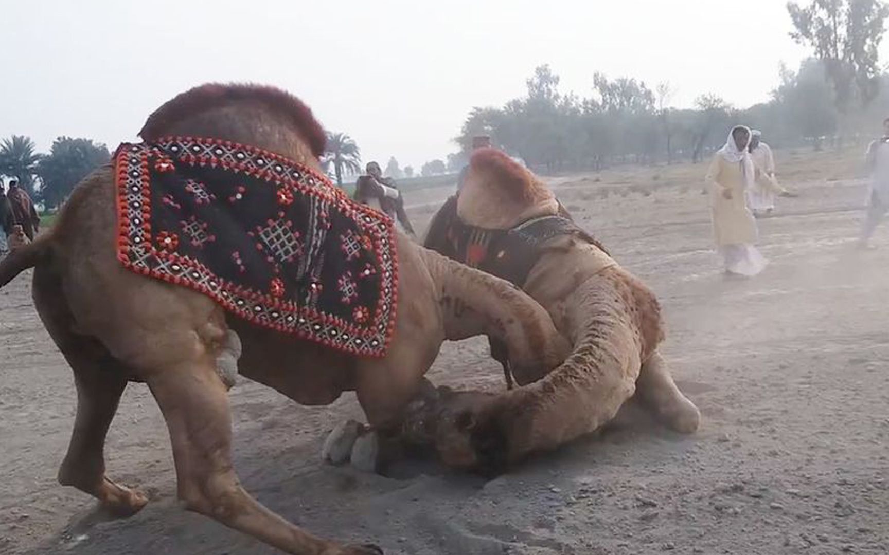 公骆驼为了争夺配偶权,决斗时只攻击这个位置,真是太狠毒了!