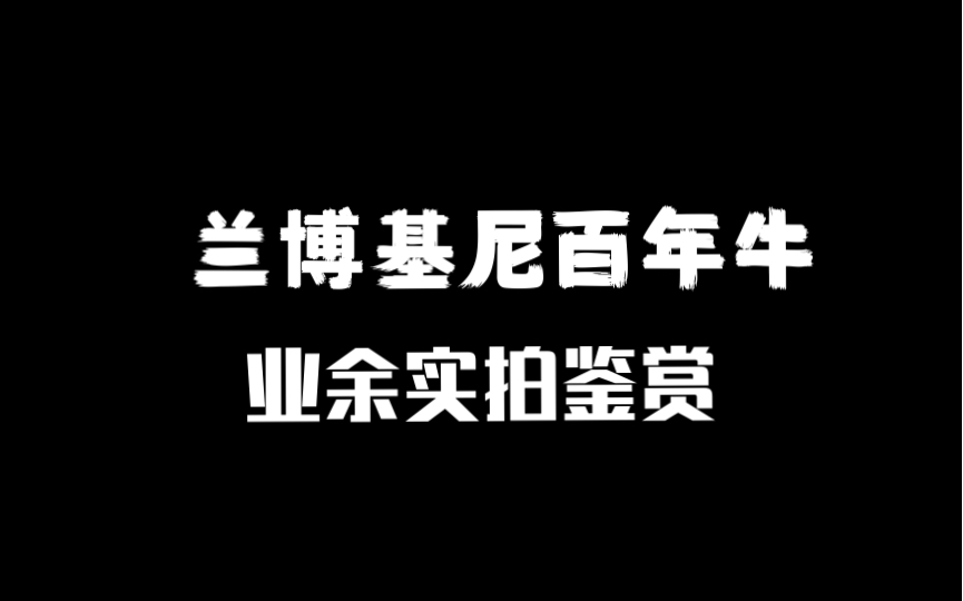 兰博基尼百年牛,红色蛮牛帅呆了!哔哩哔哩bilibili