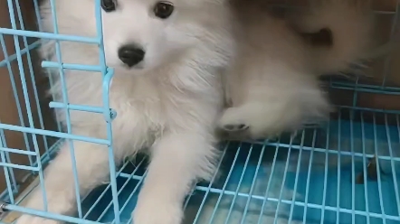 博美犬(Pomeranian)它是一种玩赏犬,又称松鼠犬,博美犬有一身漂亮的毛发,光亮,质地粗硬.哔哩哔哩bilibili