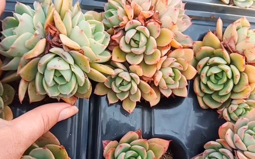 多肉基地走一走中苗华美和艾丽卡亮相颜色和状态都太美了