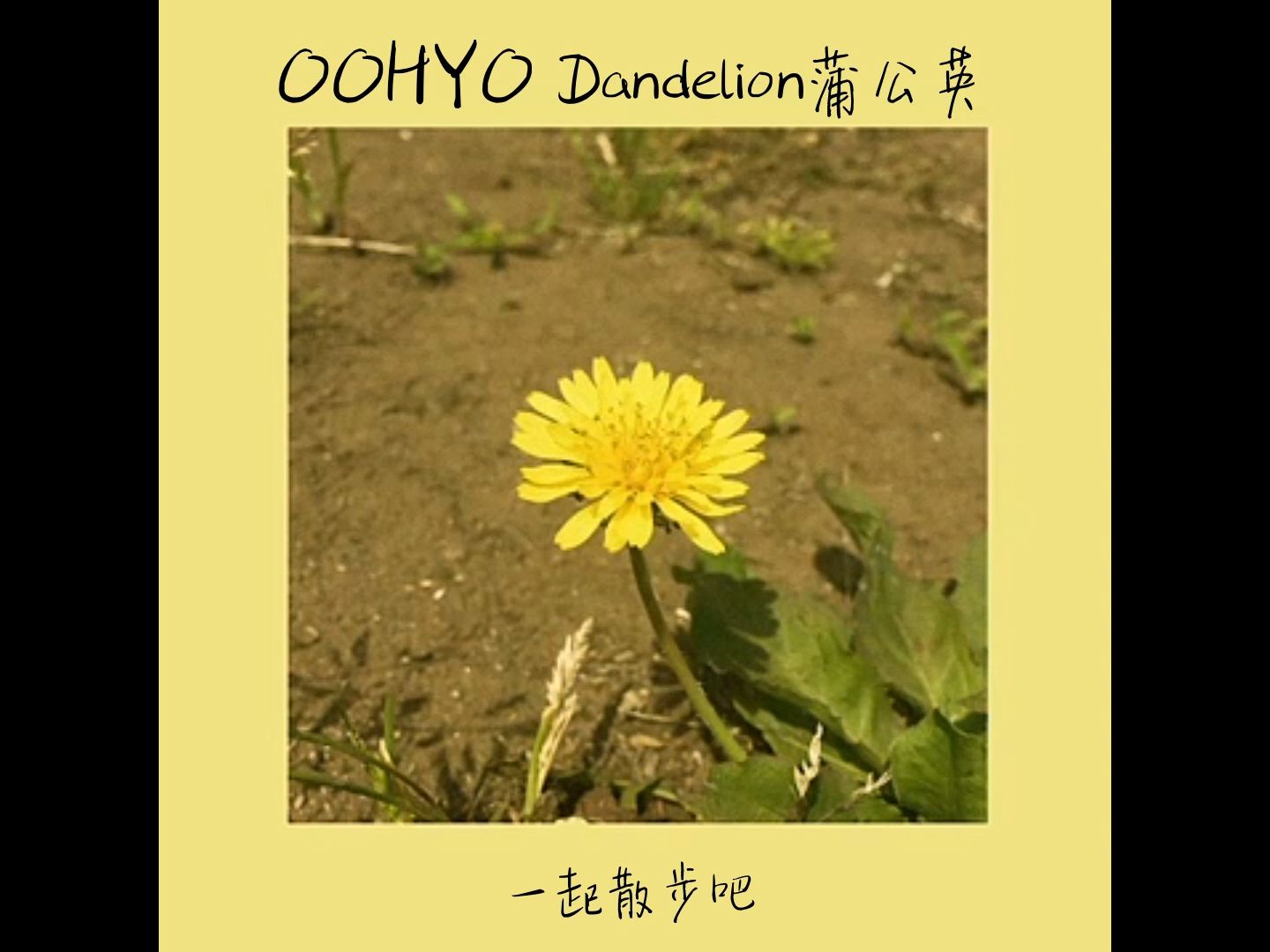 [图]中字-(OOHYO)_(dandelion)蒲公英