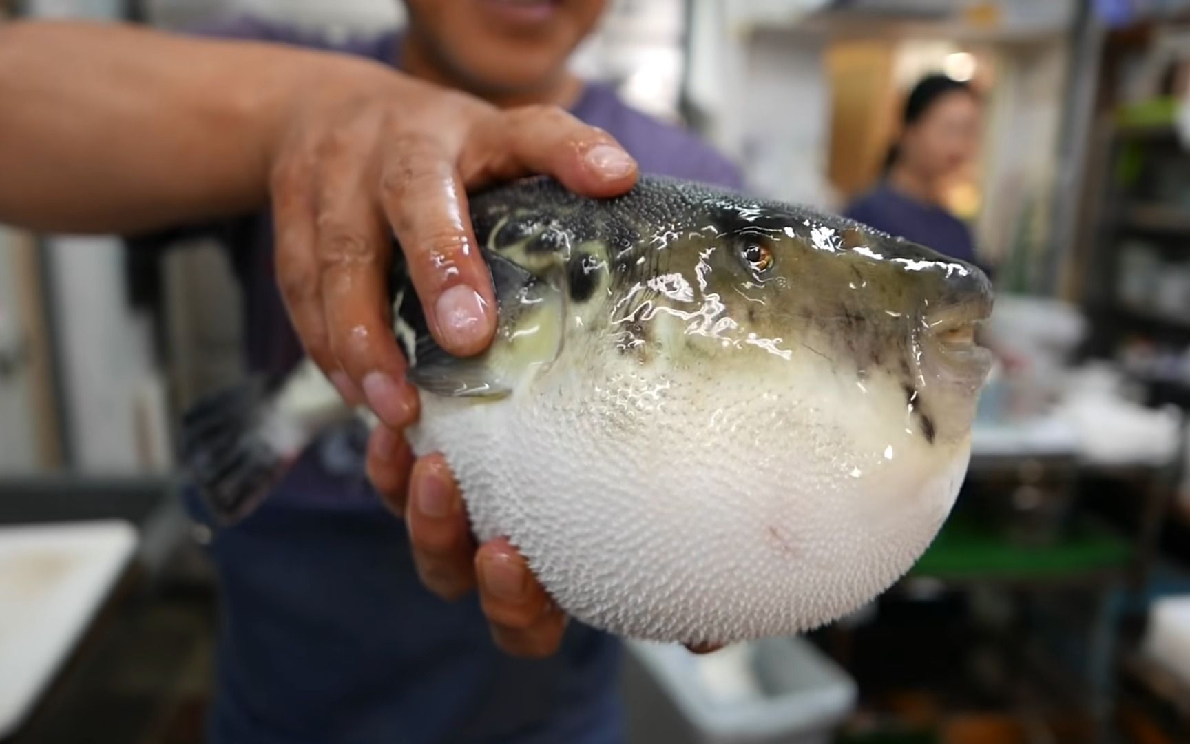 日本河豚生鱼片等做法,看上去很好吃
