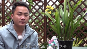 多肉花芽处理方法 哔哩哔哩 つロ干杯 Bilibili