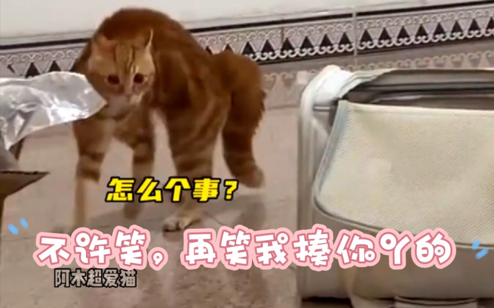 快来看神经猫啦!真的笑不活了家人们,哈哈哔哩哔哩bilibili