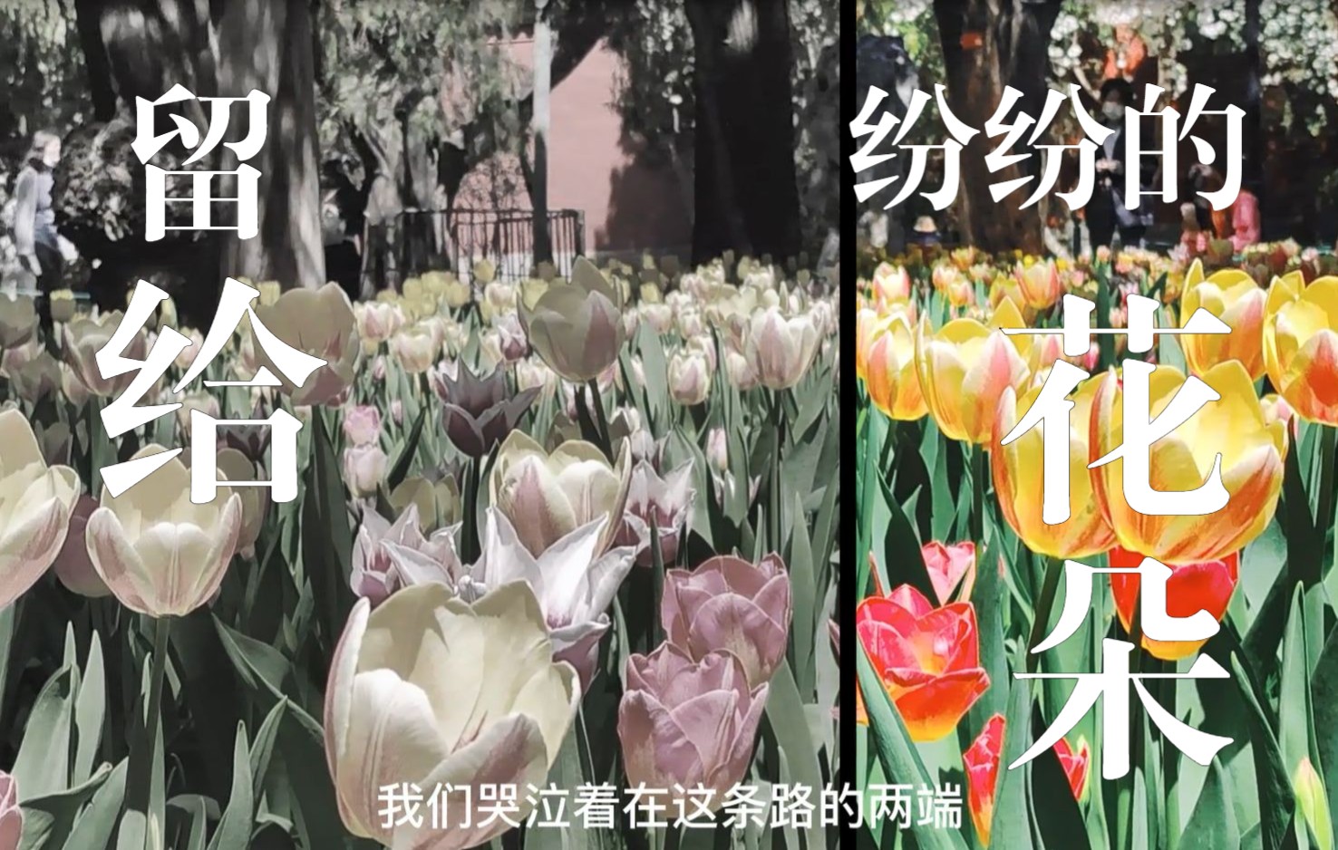 [图]Vlog治愈 | 一只眼睛留给纷纷的花朵 | 收集封控前的春日碎片 | 我们都被困在这寂寞的夜晚 |清浅温柔的日常