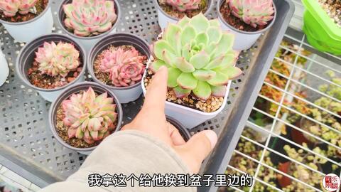 多肉植物徒长真是因为没用石头颗粒土 大棚主多肉都是白菜色吗 哔哩哔哩