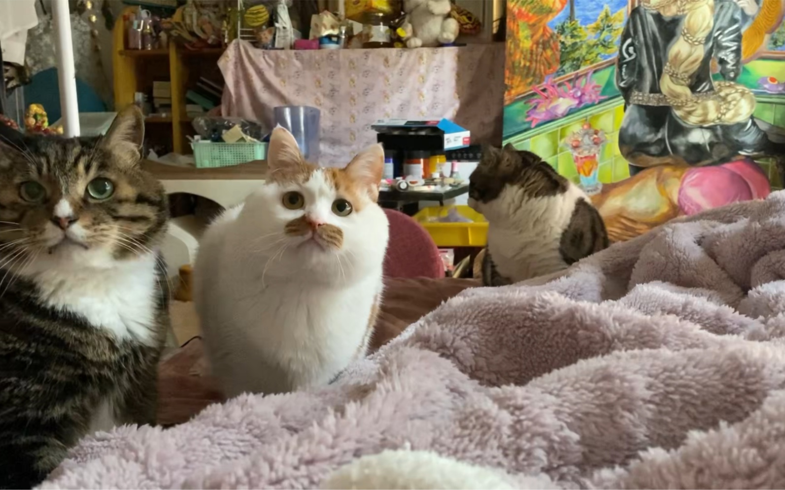 当命运的齿轮在猪咪身上开始转动-猪咪收藏家小柴-猪咪收藏家小柴-哔哩哔哩视频