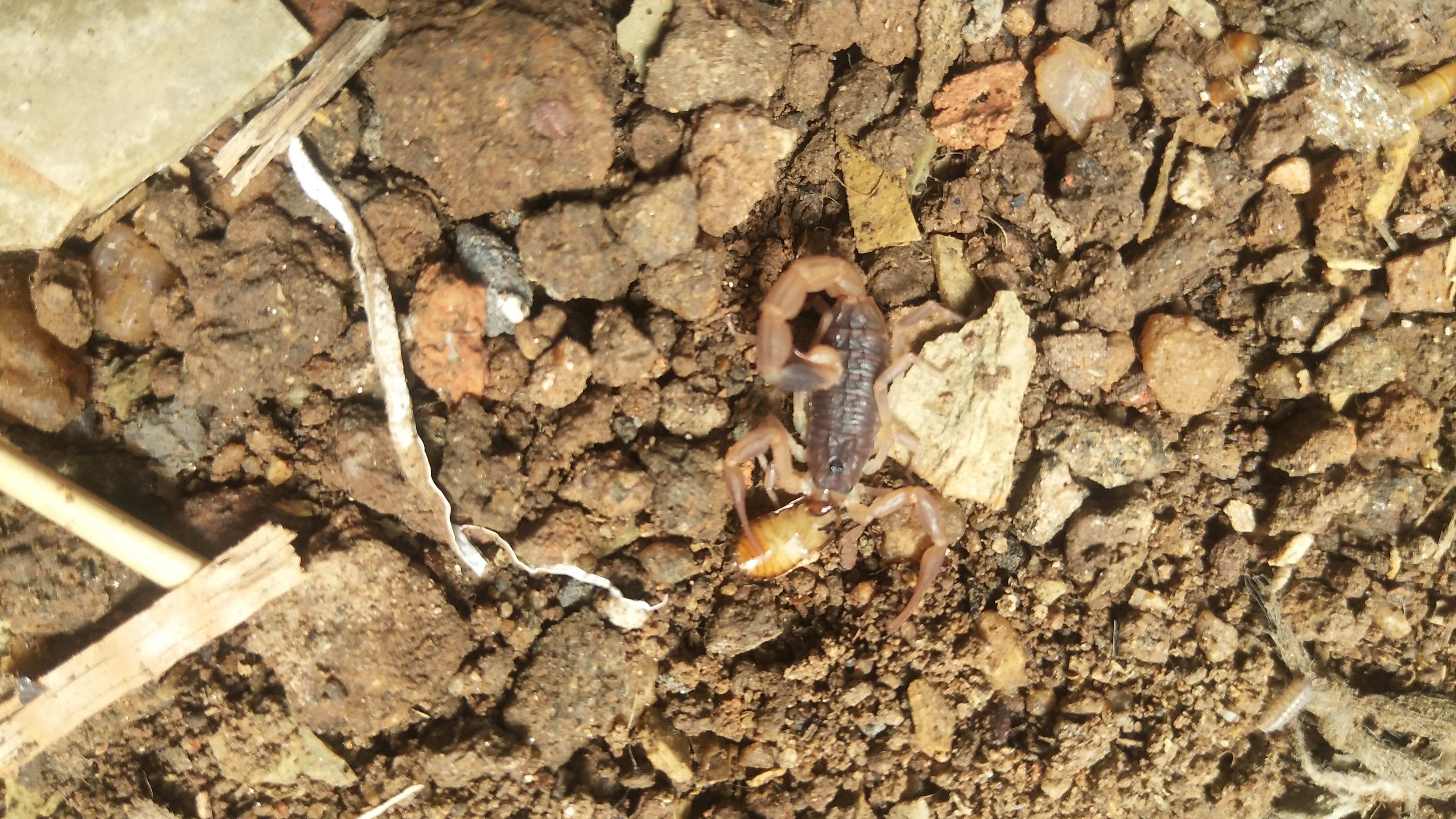 蟑螂和蜈蚣开始出来活动了,出窝的小蝎子也越来越多