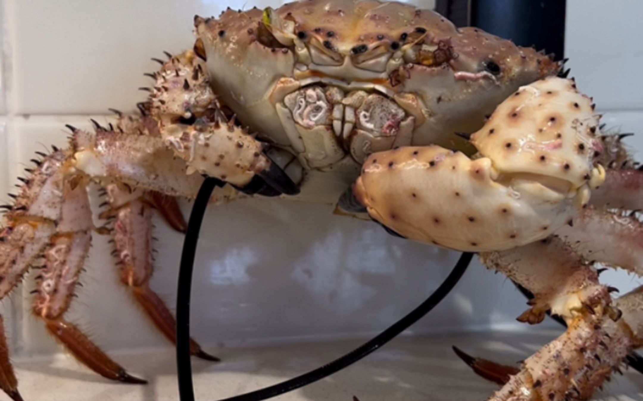 吃完这只香槟蟹就真的要回家了