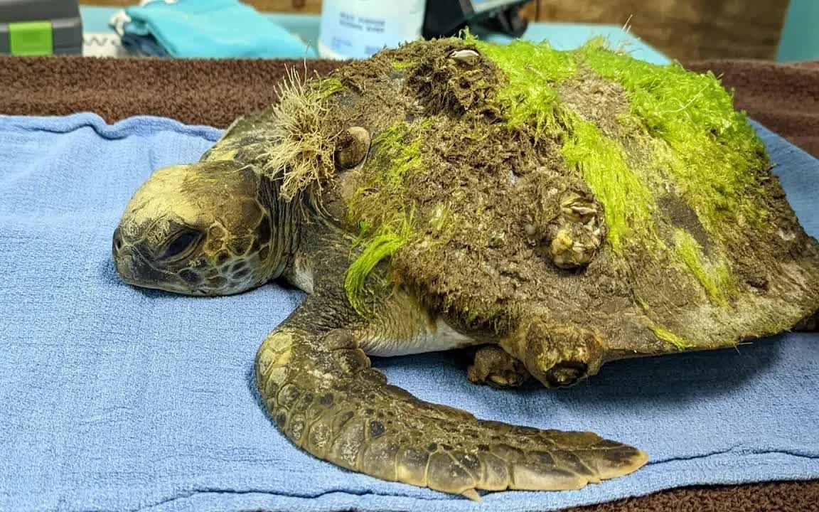 乌龟被藤壶折磨到发疯,清理干净的瞬间,开心的在水里转圈