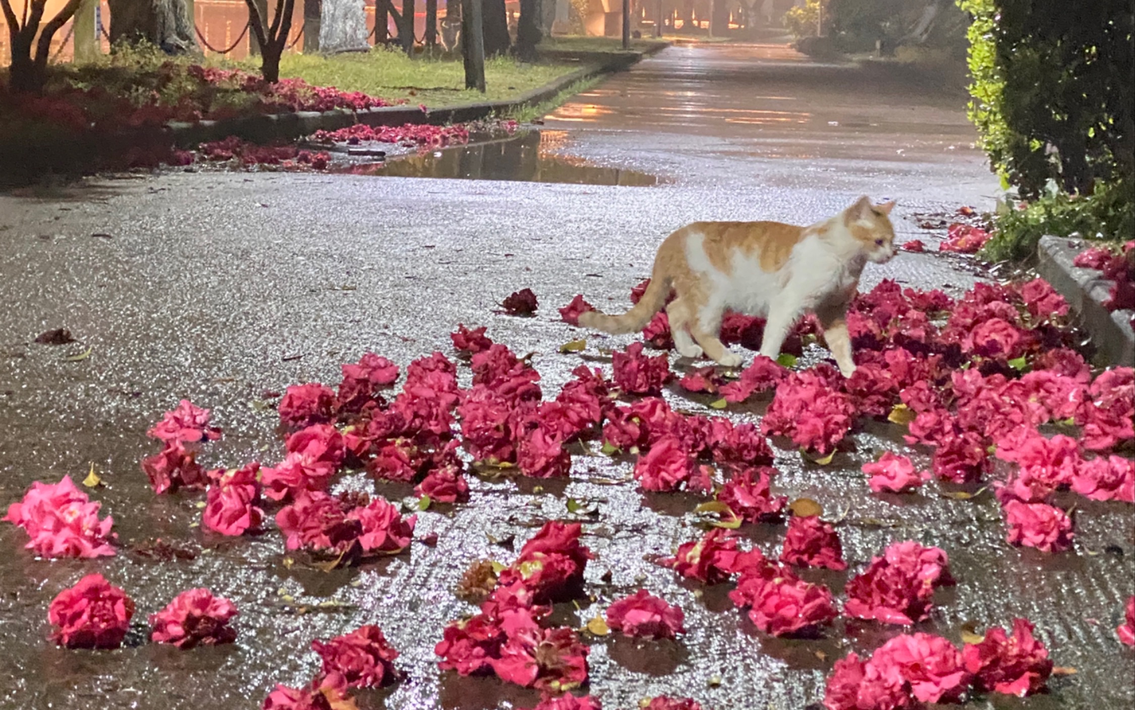 [图]“雨中花～”