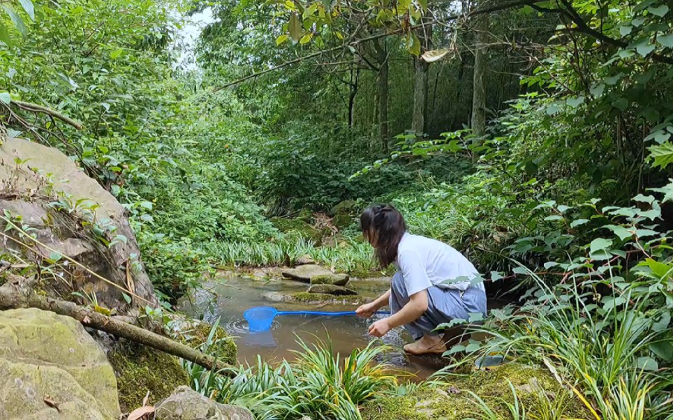 [图]在山溪里抓到好多小虾，还有小时候才见到过的小青蛙，儿时的快乐又回来了