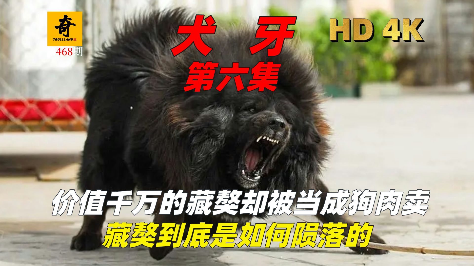 纪录片解说,【犬牙】第六集,价值千万的藏獒当狗肉卖,神犬为何会跌落神坛哔哩哔哩bilibili