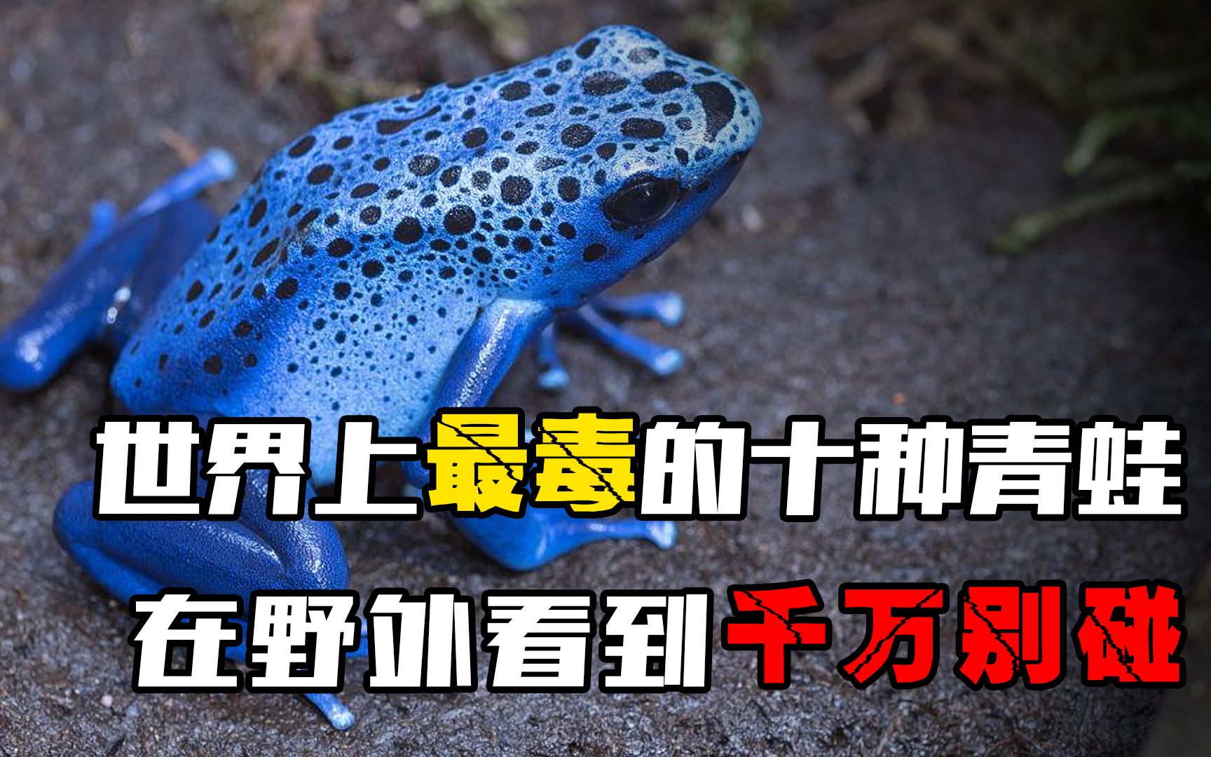 世界上最毒的十种青蛙,在野外看到千万别碰!