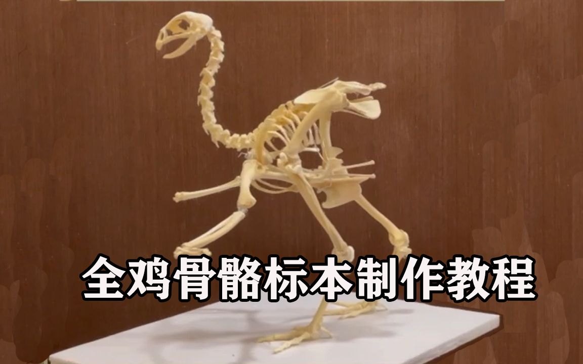 全鸡骨骼标本制作 Making a Chicken Skeleton哔哩哔哩bilibili