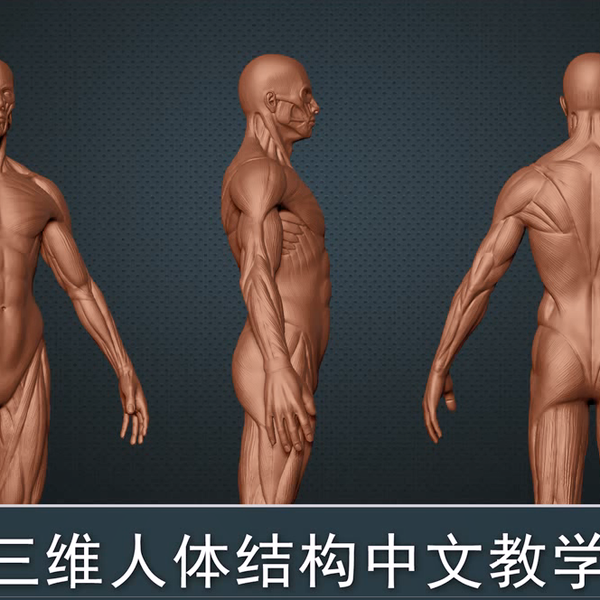 人体结构解剖】 B站最全最详细地“人体知识”解析！从骨骼，肌肉到人体 