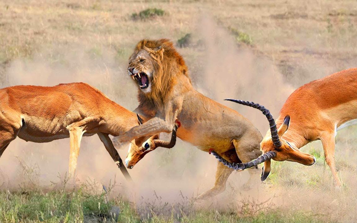 狮子试图抓住黑斑羚,但发生了什么 