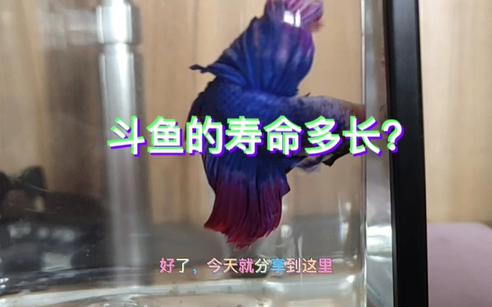 斗鱼的寿命多长?哔哩哔哩bilibili