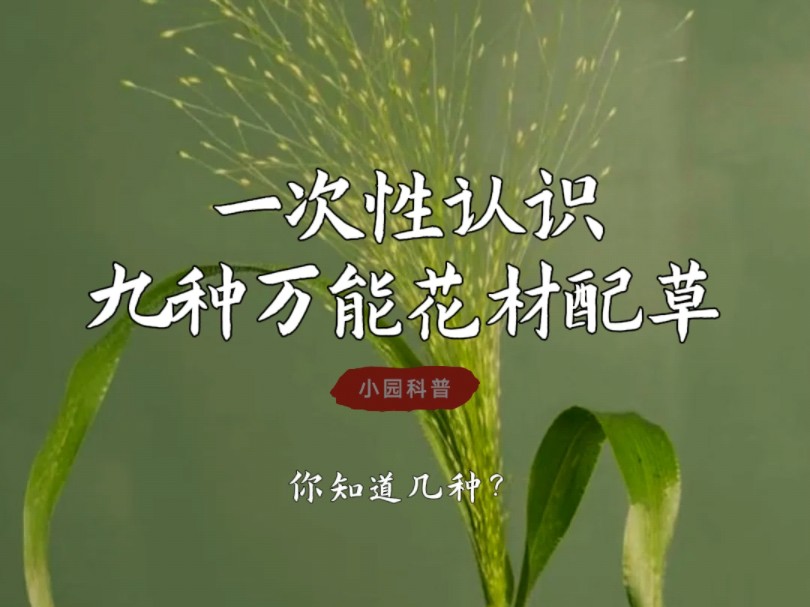 一次性认识九种万能花材配草,你知道几种?哔哩哔哩bilibili