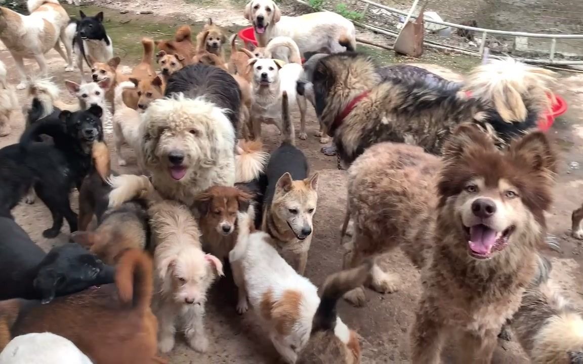 [图]暑期临近，近千条流浪狗的伙食无处着落，这次希望大家能帮它们熬过这两个月的空窗期！