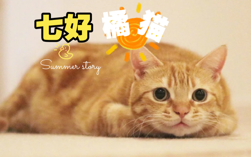 七好橘猫,心宽体胖性格好,养一只太省心哔哩哔哩bilibili