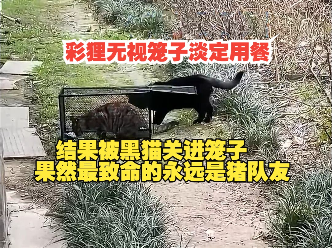 彩狸无视笼子淡定用餐 结果被黑猫关进笼子 果然最致命的永远是猪队友. #猫咪#萌宠#万万没想到哔哩哔哩bilibili