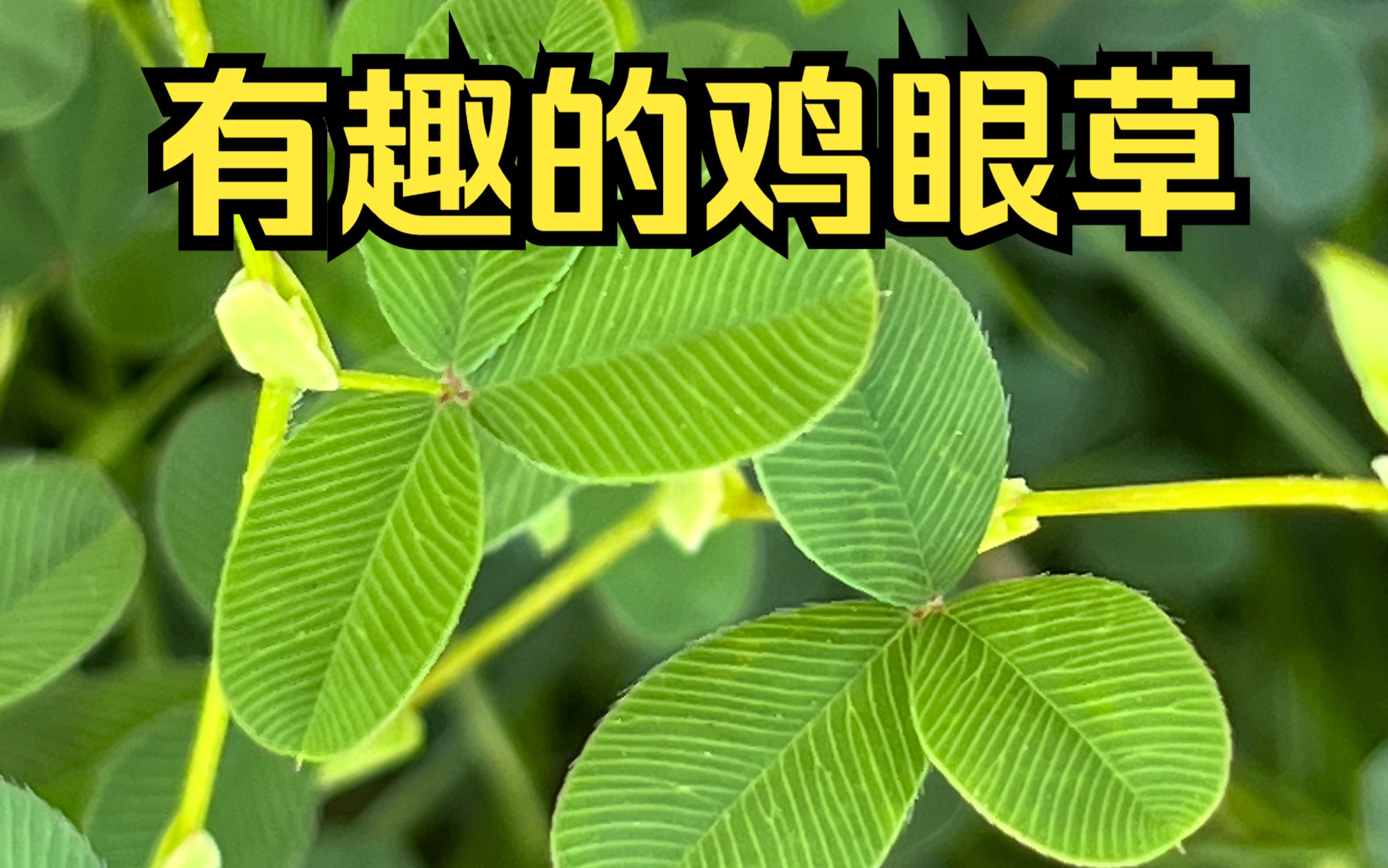 鸡眼草,浑身都是鸡眼睛?