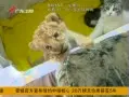 Download Video: 该来的还是来了 吼星人新品种狮狮虎