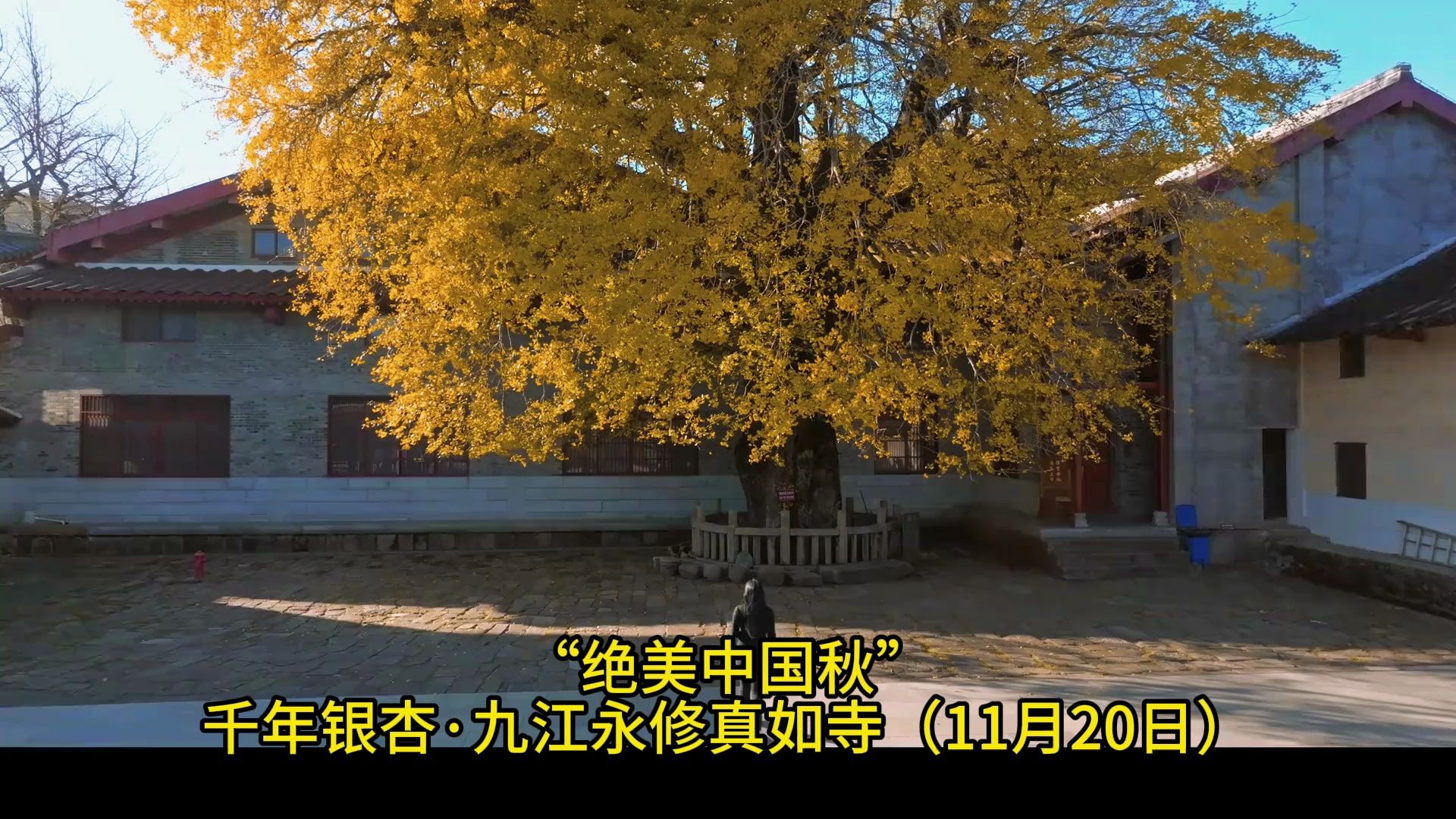 "绝美中国秋"千年银杏·九江永修真如寺(11月20日)