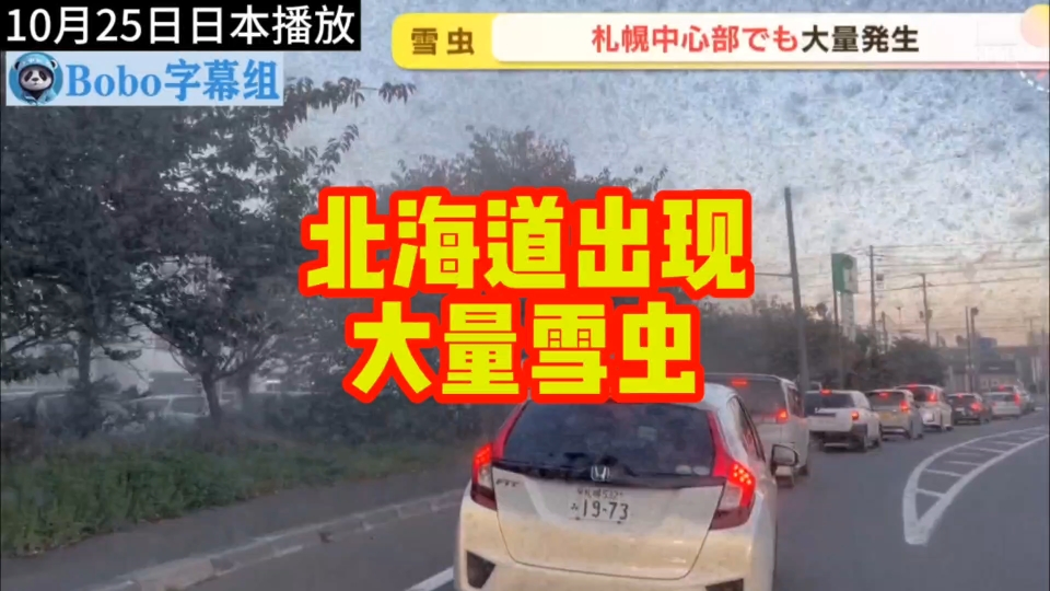 日本札幌市出现大量雪虫 如雪花纷飞 其中还有大量黑色的雪虫