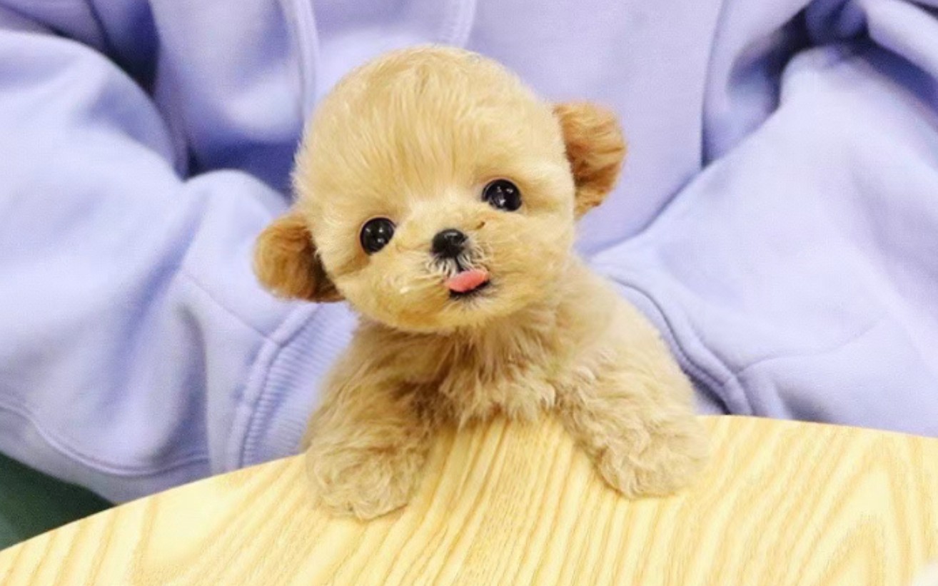 香槟泰迪      飞耳小香槟,小小米奇耳,甜美