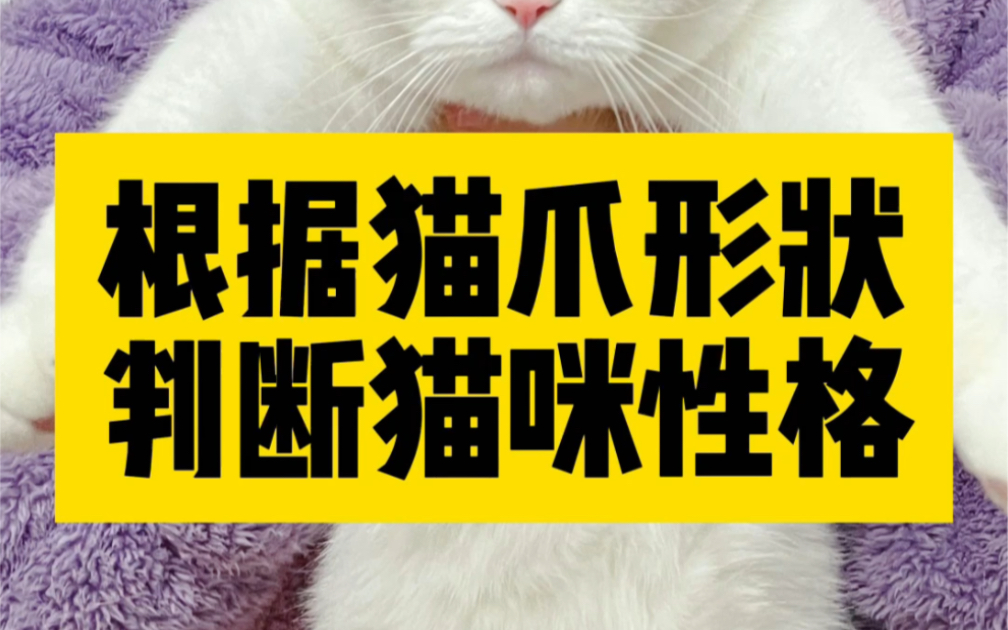 根据猫爪形状就能判断猫咪的性格?哔哩哔哩bilibili