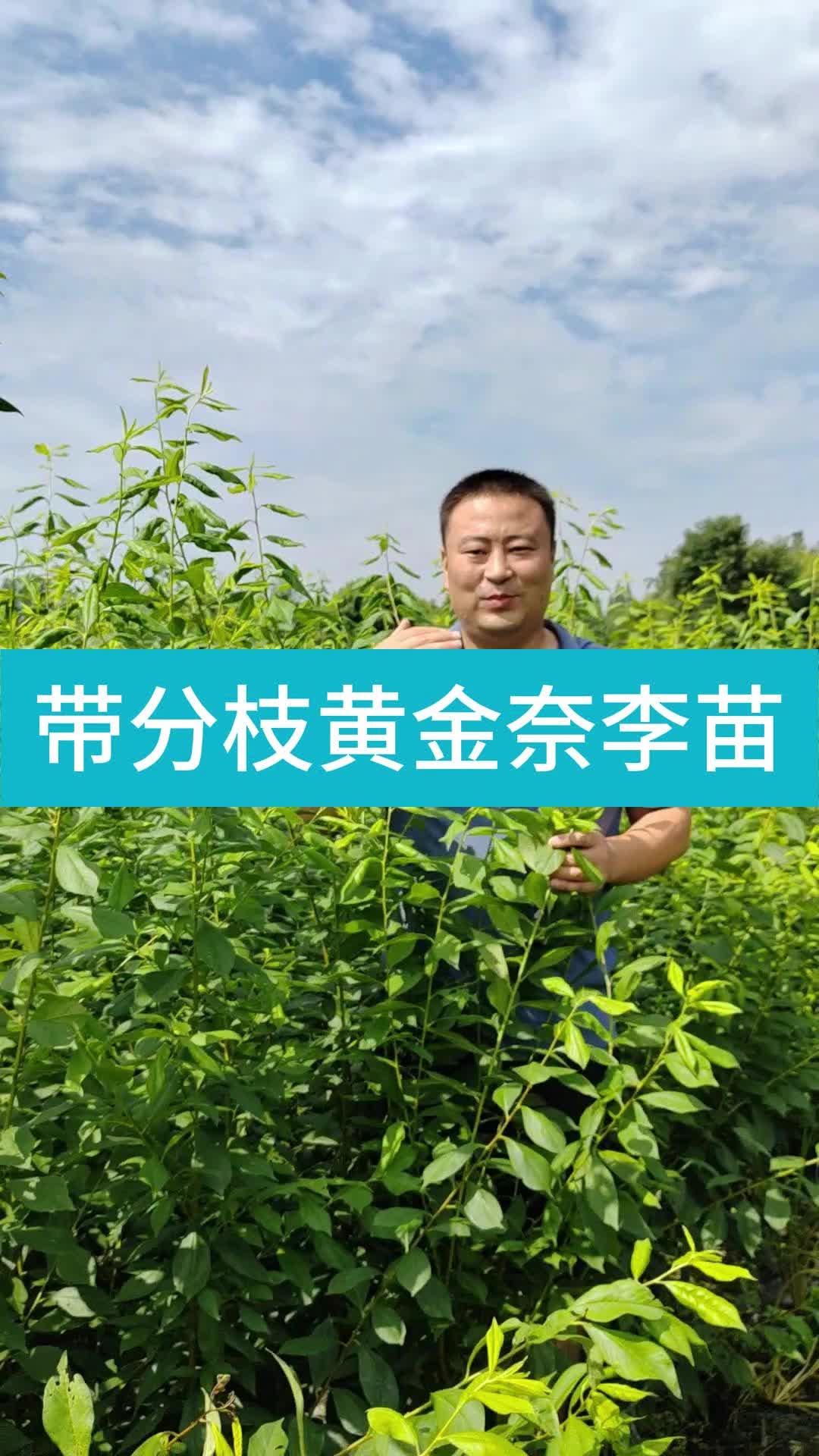 带分枝黄金奈李苗