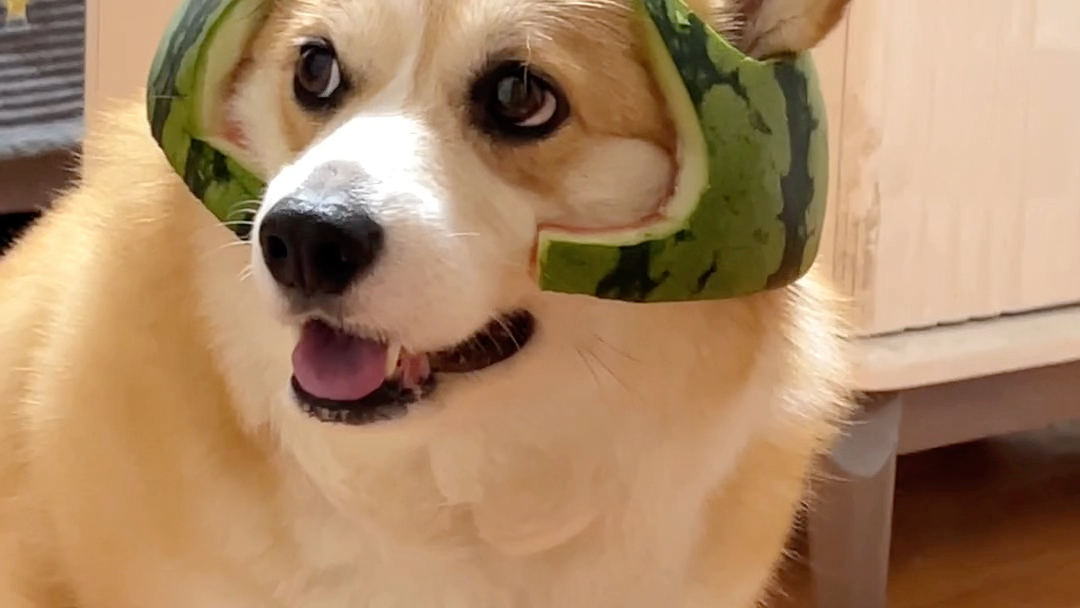 呜呜瓜皮狗太可爱啦