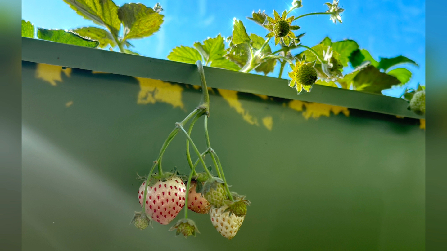 白草莓熟了一颗