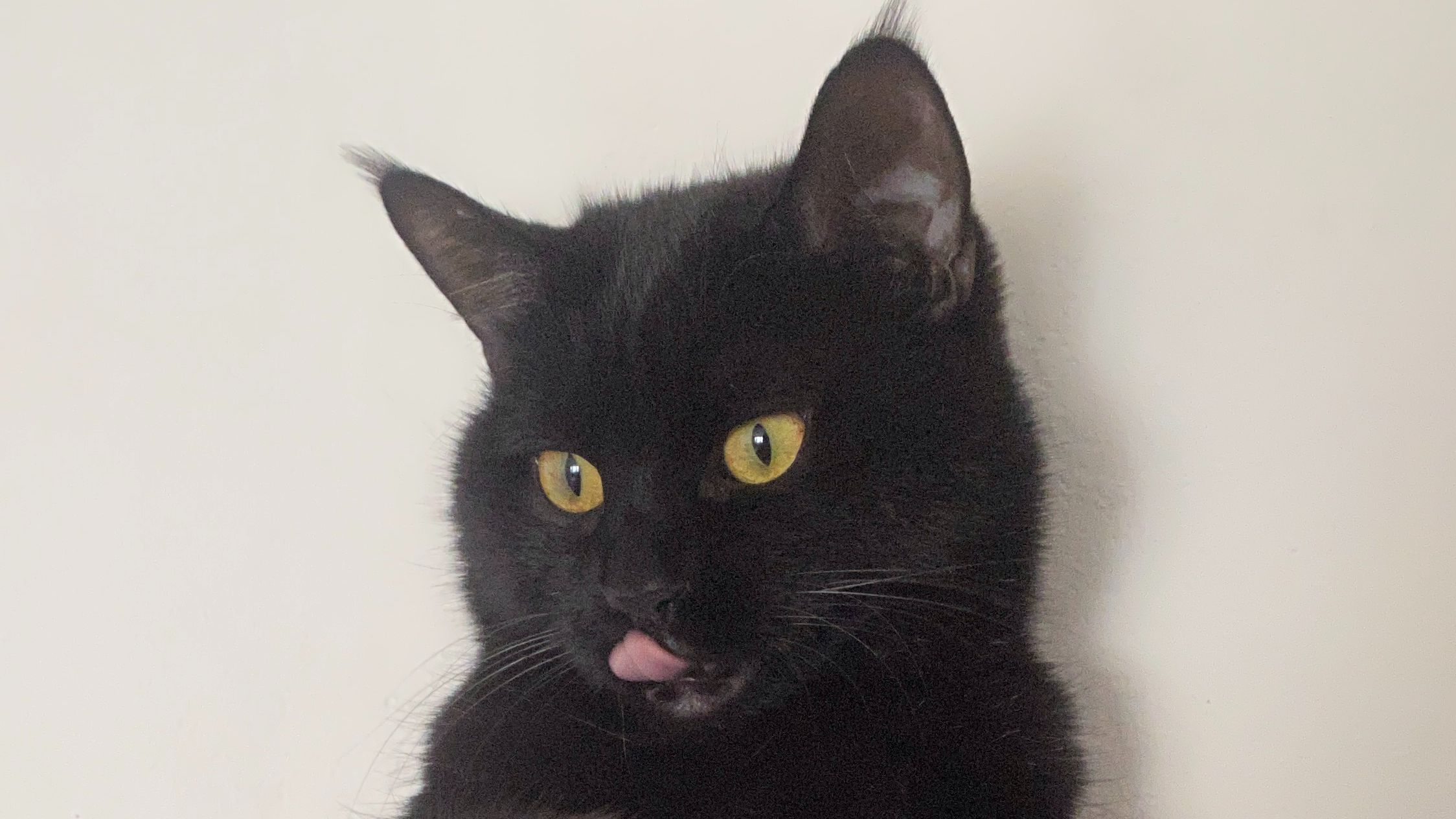 小黑猫!今天打架了吗?