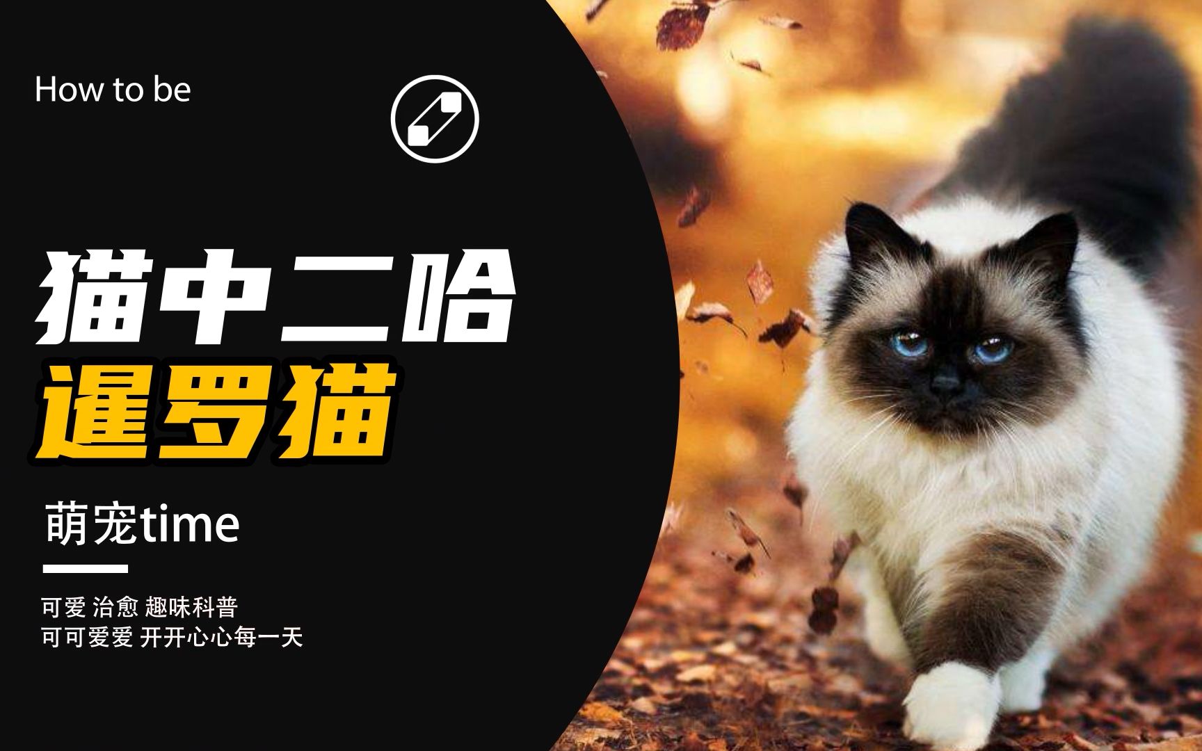 猫中二哈暹罗猫,到底好不好养?哔哩哔哩bilibili