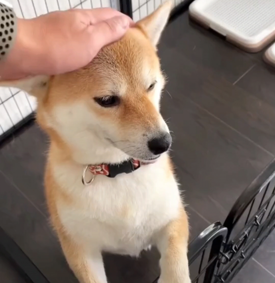 摸摸狗头,万事不愁