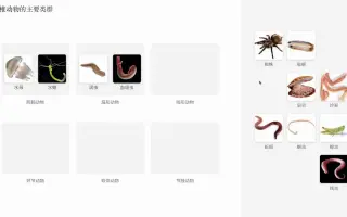 无脊椎动物 哔哩哔哩 Bilibili