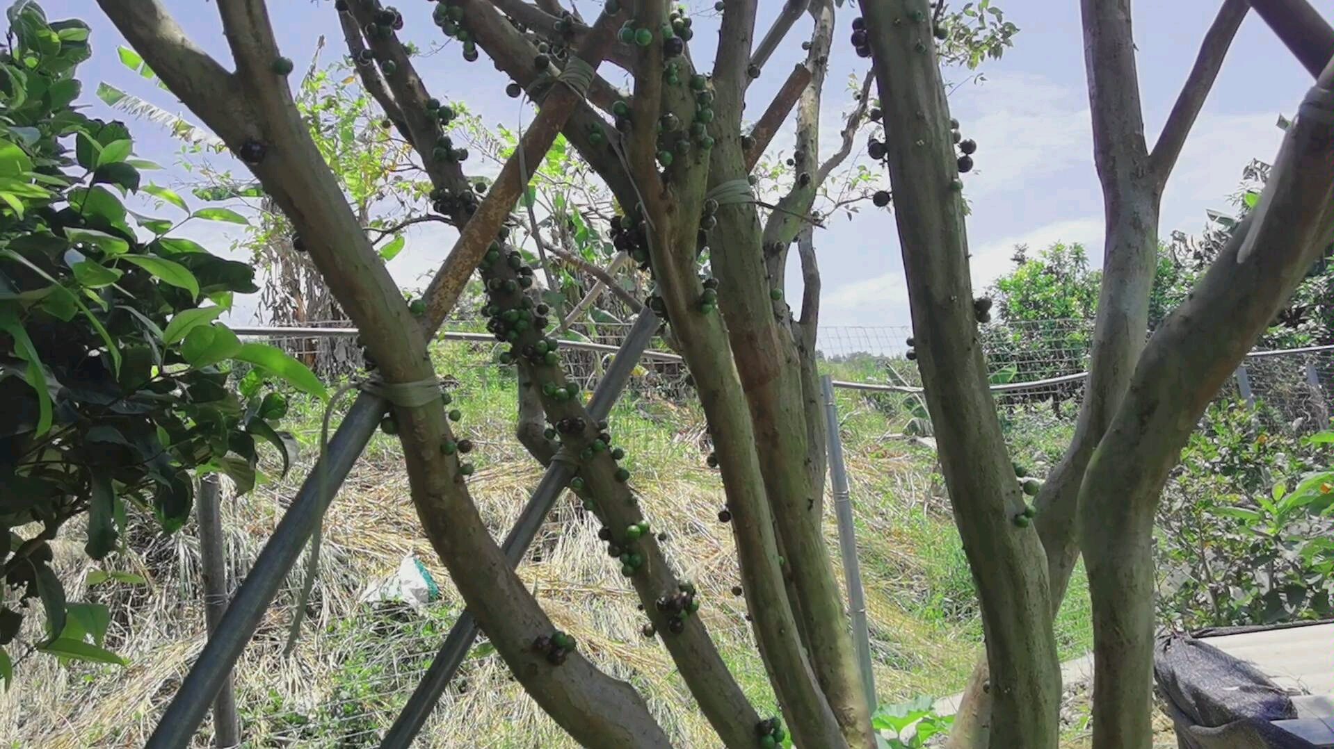 土豪水果树葡萄果子长在树干上也叫台湾嘉宝果树