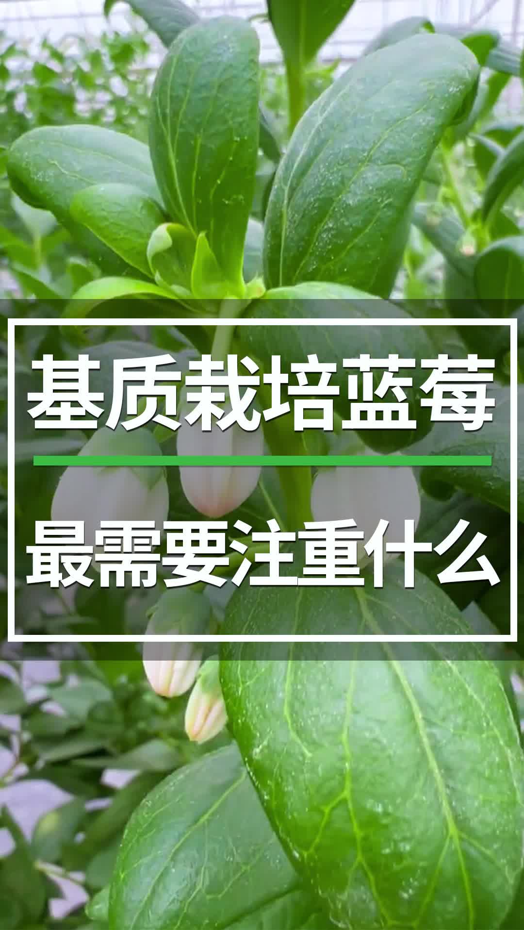 基质栽培蓝最需要注意什么?滴头滴箭哪个牌子的好?#华最灌溉 #滴灌喷灌水肥一体化 #蓝莓 #蓝莓种植 #耐特菲姆哔哩哔哩bilibili