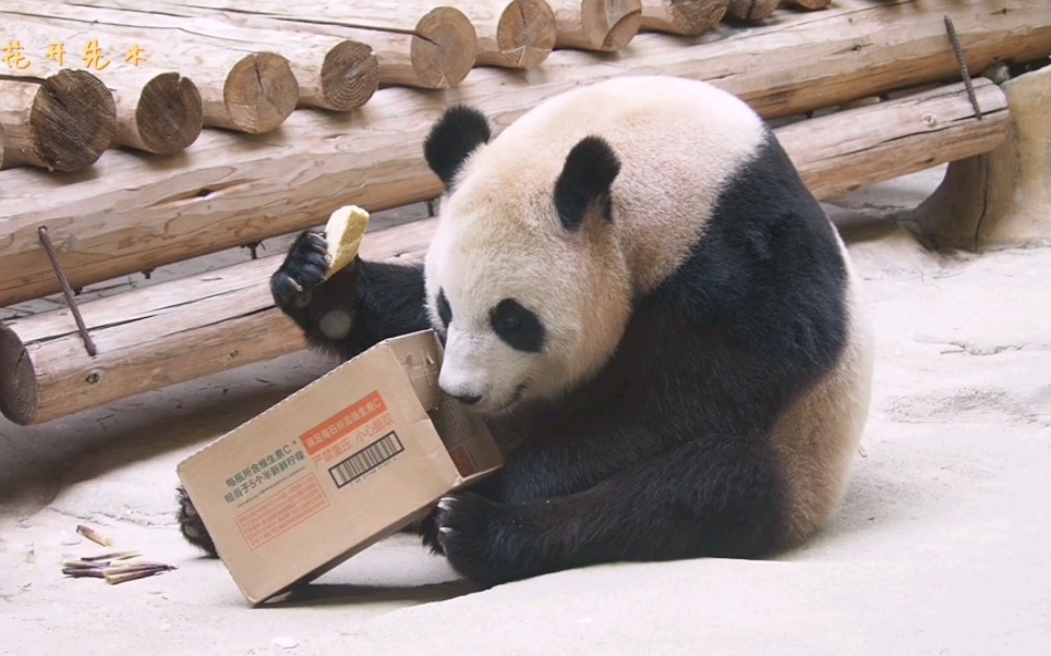 大熊猫半半# 纸箱子里掏出个窝窝头,头伸进纸箱子里看看还有啥