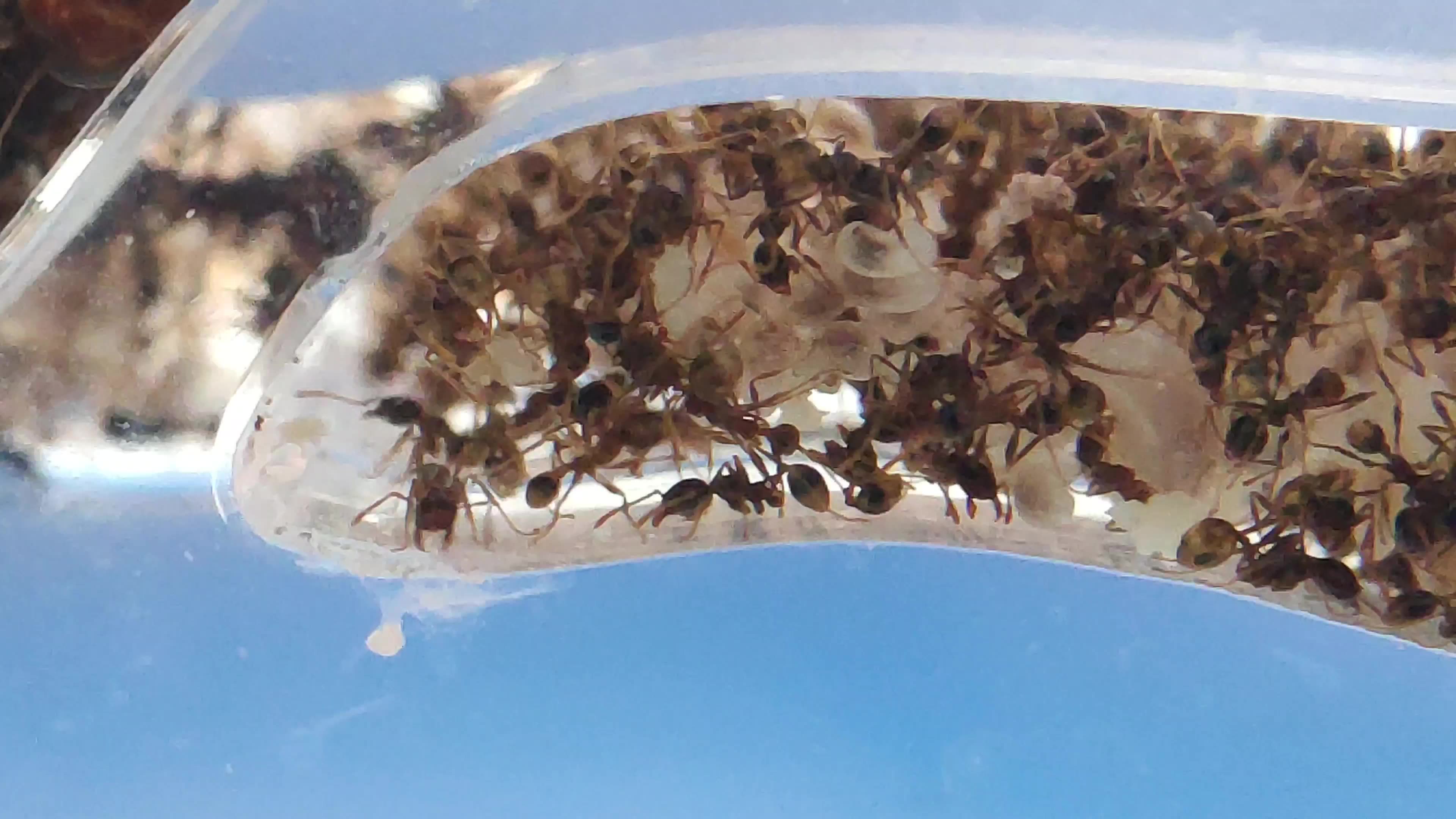 全异盲切叶蚁_哔哩哔哩 (゜-゜)つロ 干杯~-bilibili