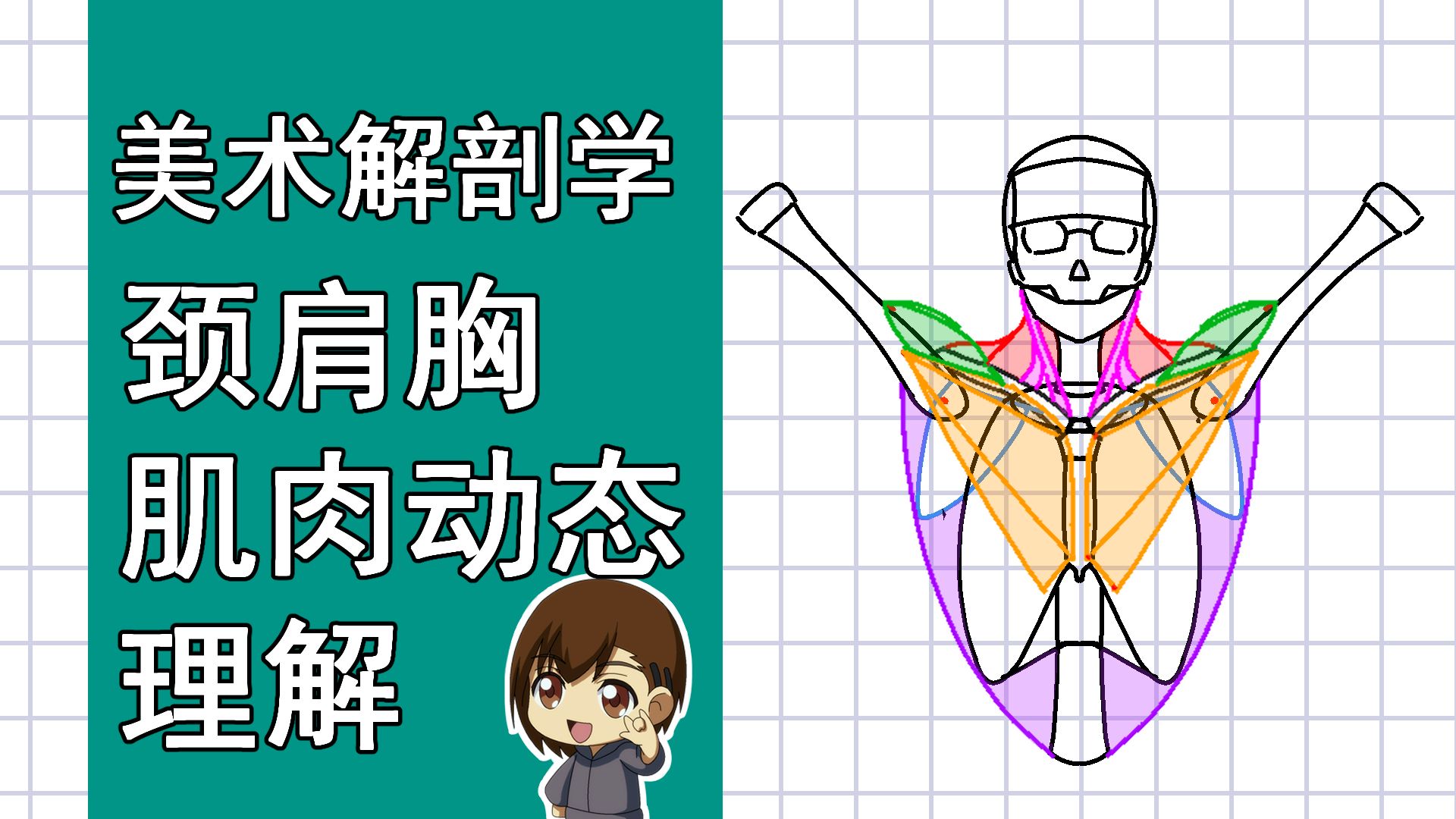 美术解剖学-46-颈肩胸肌肉动态理解