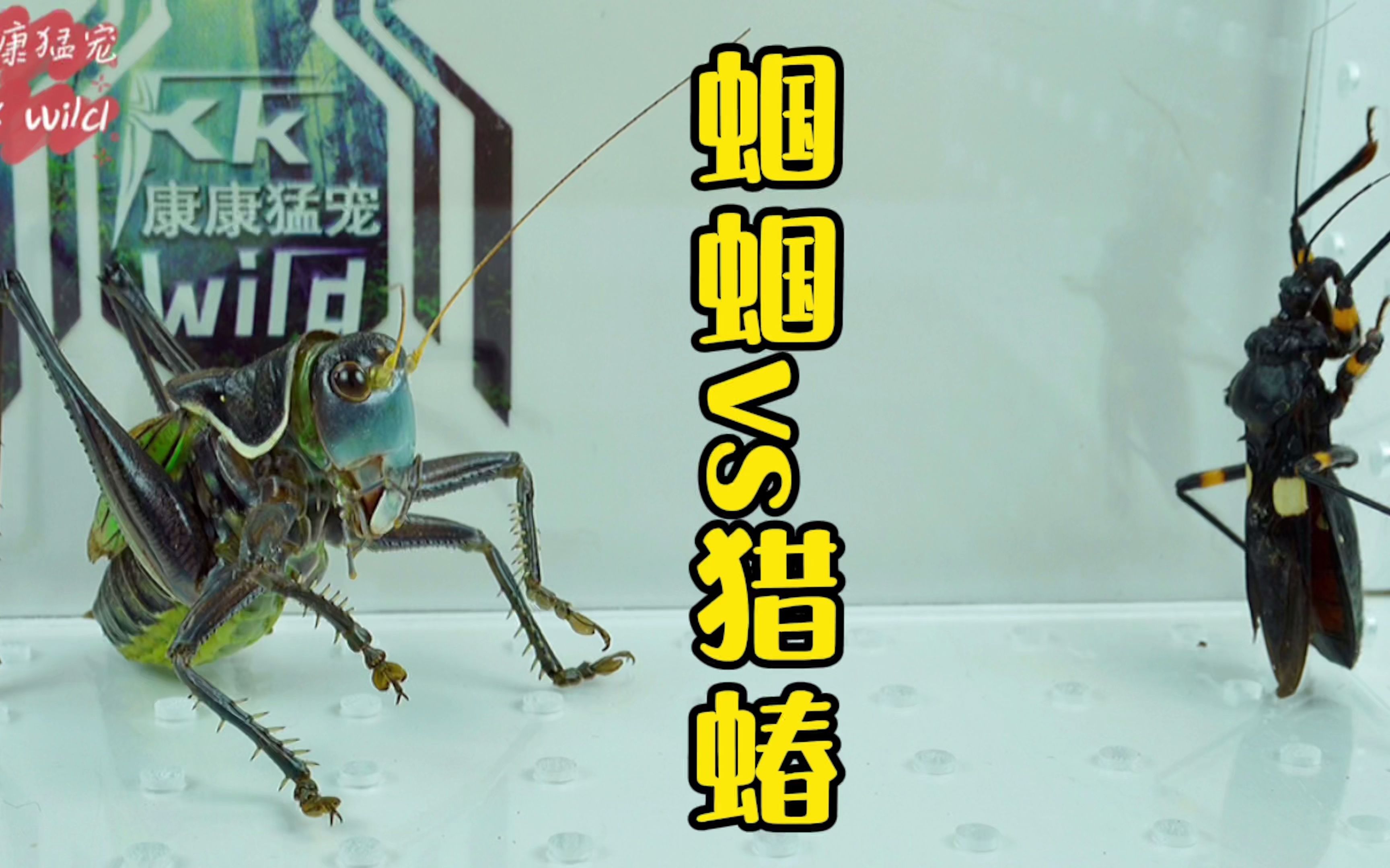 蝈蝈捕食白斑猎蝽猎蝽vs蝈蝈