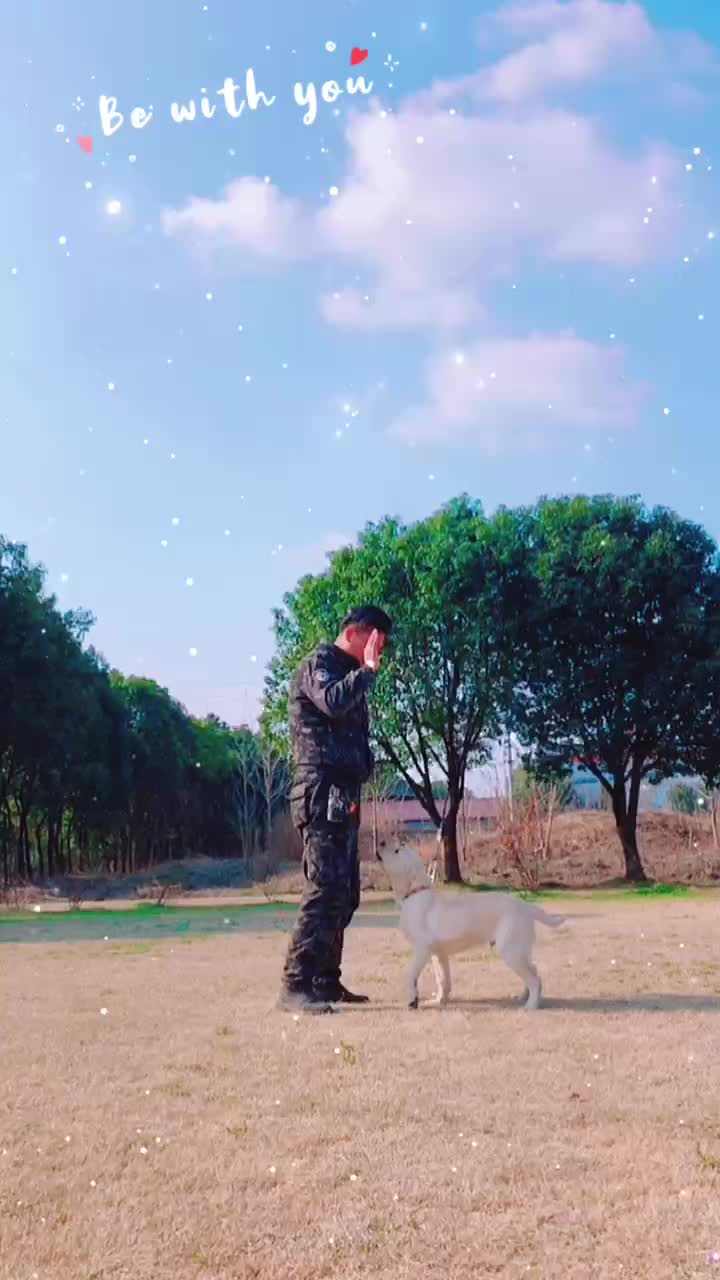 溧阳训犬学校电话 #无锡训狗训犬价格 #如皋专业训犬上门训犬价格 #太仓训狗训犬 #南通一对一辅导训练 #如皋狗狗行为习惯纠正怎么样哔哩哔哩bilibili