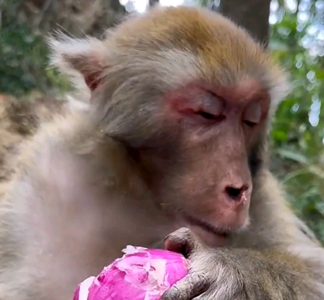 猴子吃洋葱看来也会辣眼睛啊